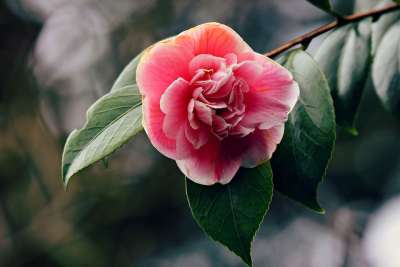 映山红 花 植物 开花 春天 杜鹃 灌木 明亮的 粉色的 花园