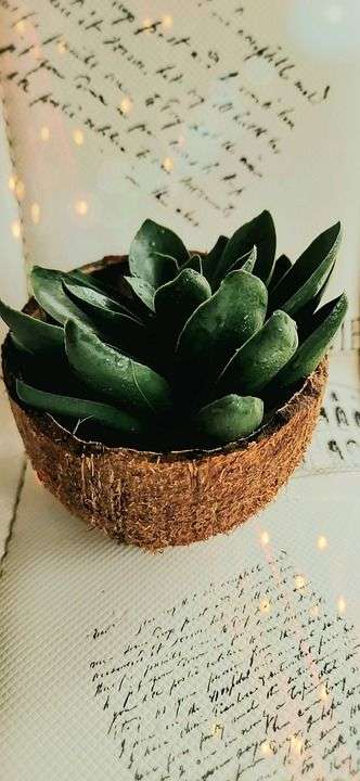 Echeveria 多肉的 草本植物 Sukulent 椰子 花瓶
