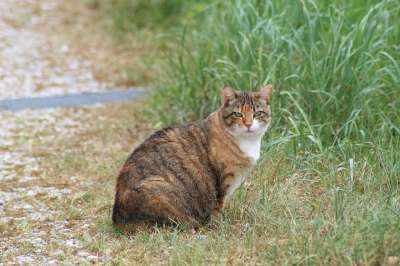 猫 动物 自然 野猫 可爱的 老虎 颜色