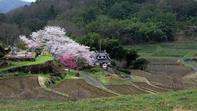 日本 樱桃树 农村 春天 樱花盛开 山田的稻田