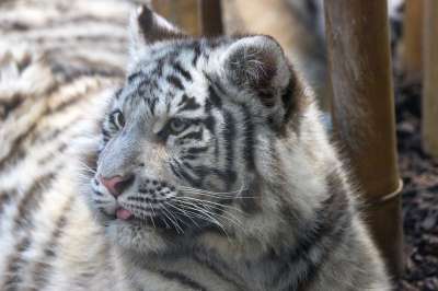 老虎 白色的 幼兽 捕食者 野猫 自然 大猫 毛皮 有条纹的