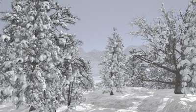 冬天 景观 雪 寒冷的 冬季景观 树 霜 冬天树 下雪的