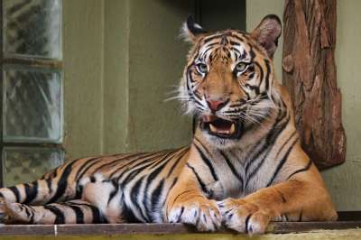 一只老虎 兽 荒野 动物 猫 捕食者 哺乳动物 怒吼 好的