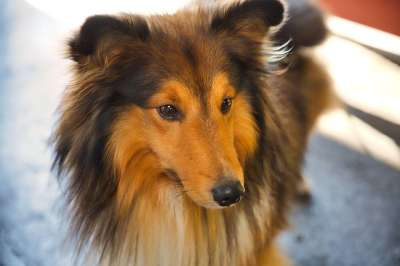 谢尔蒂 牧羊犬 狗 动物 长发 家畜 动物图片