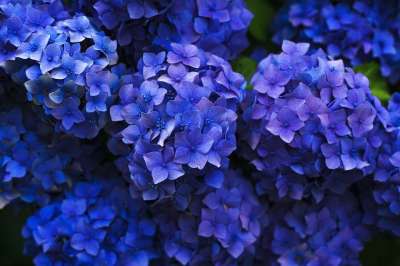 绣球花 蓝色的 花朵 盛开 开花 特写 簇 植物群 花瓣