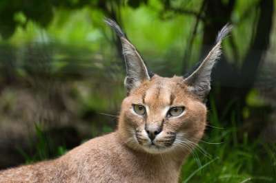 动物 猫 狞猫 沙漠猞猁 野生动物 狞猫 狞猫 狞猫 狞猫