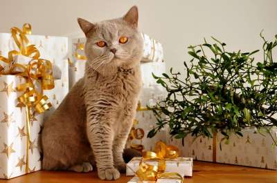 英国短毛猫 猫 宠物 猫科动物 动物 毛皮 基蒂 国内的