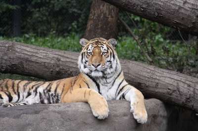老虎 Amurtiger 西伯利亚虎 大猫 猫 动物园 食肉动物