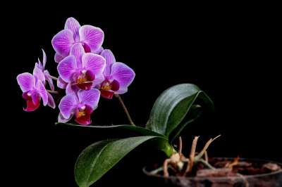 奥奇蒂亚 颜色 花 工厂 异国情调 芊芊 花瓣 植物群 建筑