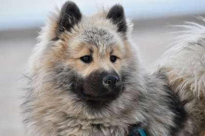 狗 狗Eurasier 动物肖像 狗的奥拉夫-蓝色 可爱 犬类
