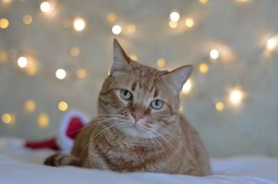 美丽的 猫 动物 肖像 动物伴侣 国内的 圣诞节 小猫咪 毛皮