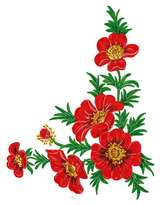 花 红色的 绘画