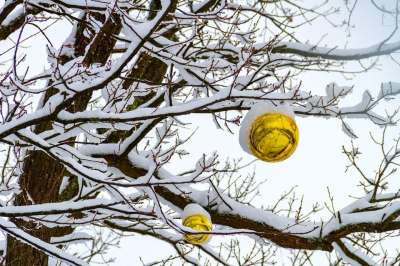 冬天 雪 子弹 黄色 树 装饰 自然 寒冷的