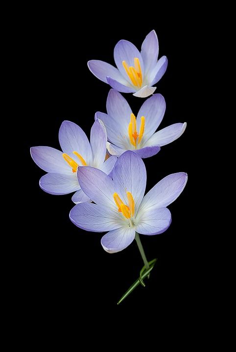 番红花, 性质, 背景, 鲜花, 春天, 花卉, Iphone壁纸
