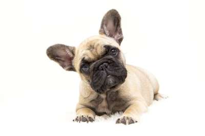 狗 法国的斗牛犬 坚韧 动物 宠物 可爱 甜的