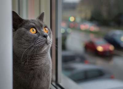 猫 肖像 动物 家畜 可爱的 窗户 猫脸 家猫 手表 梦想