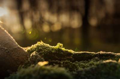 苔藓 霜 森林 寒冷的 冬天 绿色 自然 冻结 水晶 长满青苔