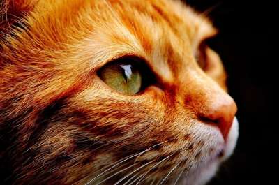 猫 家猫 鲭鱼 家畜 关闭 小猫 亲爱的 虎猫 红色的 肖像