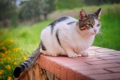 猫 动物 花园 户外 猫科动物 自然