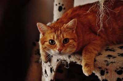 猫 宿醉 红色的 可爱的 鲭鱼 老虎 舒适 动物 家猫 毛皮