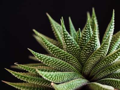 植物 多汁的 自然 绿色 特写 床单 坚硬的 锅 尖刺 结构体