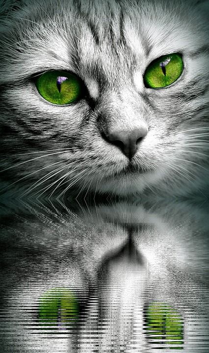 猫 脸 反射 水 老虎 关闭 眼睛 编辑 脸猫