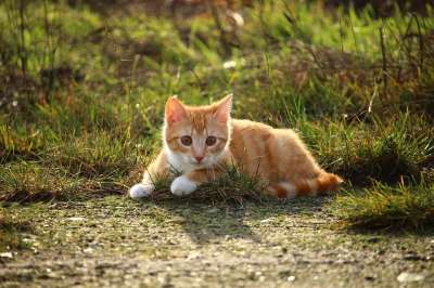 猫 小猫 红虎斑 红猫 年轻的猫 鲭鱼 猫孩子