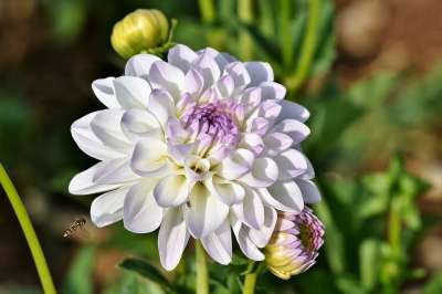 花 大丽花 植物学 开花 盛开 植物 植物群 自然 生长