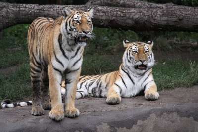 老虎 Amurtiger 西伯利亚虎 大猫 猫 动物园 食肉动物