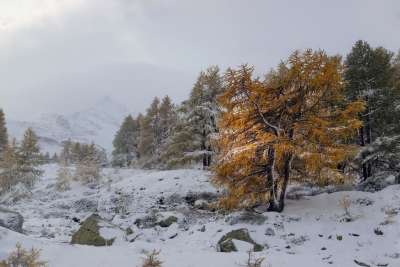 落叶松 冬天 季节 雪 枞树 树 森林 阿尔卑斯山 瑞士 景观