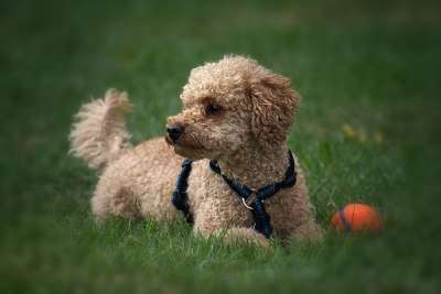 贵宾犬 狗 家畜 可爱的 玩 动物