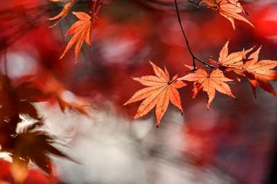 秋季 叶子 叶 秋叶 秋季树叶 金秋时节 落叶 自然 日本