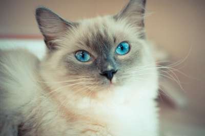 猫咪 蓝眼睛的猫 布偶猫 布偶猫 布偶猫 布偶猫 布偶猫 布偶猫