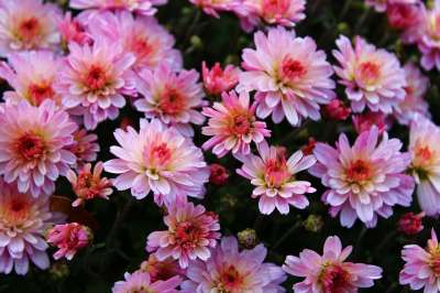 粉红色菊花 菊花 盛开 花 开花 菌群 植物 复合材料 菊花园