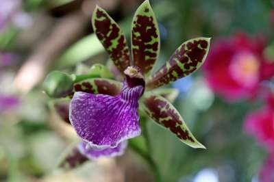 兰花 绿色 棕色和紫色 老虎 植物 鲜花 温室