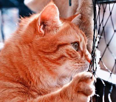 猫 鲭鱼 猫网 好奇的 可爱的 家猫 家畜 动物 猫脸 宿醉