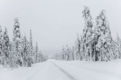 雪 冬天 极夜 下雪的 六 森林 Tykky 针叶 路 犁