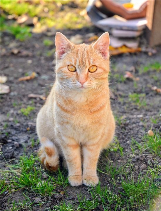 猫 小猫 可爱 动物医院 宠物 多毛 家猫 动物 老虎 红色
