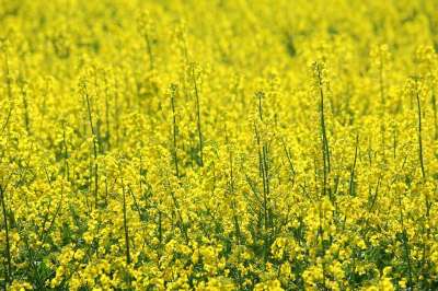 菜子 油菜籽领域 盛开的油菜籽 年度工厂 农业 培养的 黄色的田野