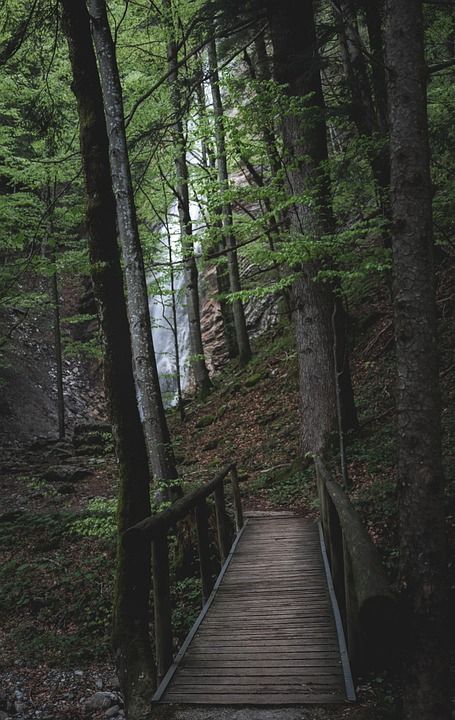 山 森林 桥 瀑布 自然 木桥 树木 景观 小路