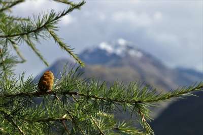 落叶松 针叶树 视图 最高额 看法 山 图 性质 森林 秋天