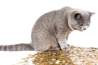 猫 漂亮的猫 宠物 英国猫 猫看起来 家猫 英国 猫坐着 动物