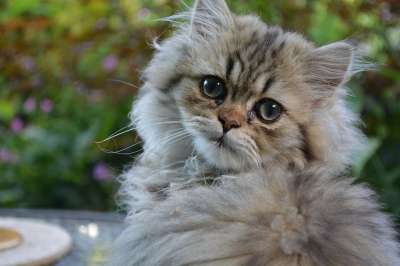 猫 波斯语 小猫