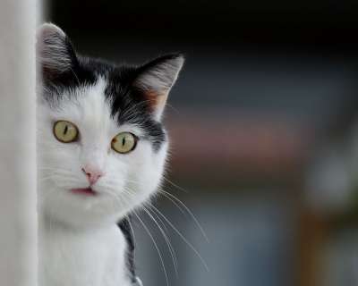 猫 家猫 动物 家畜 乐趣 黑和白 野生动物 可爱的