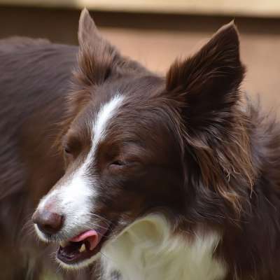 边境牧羊犬 舔嘴唇 狗 宠物 动物 犬类 哺乳动物 狗肖像