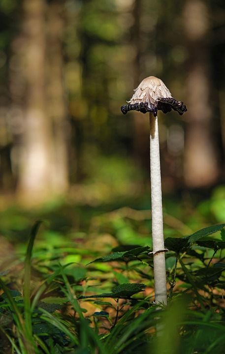 蘑菇 叮叮当当 小贩 食用菌 野生蘑菇 森林蘑菇 森林地面