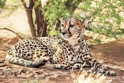 猎豹 非洲 纳米比亚 捕食者 自然 野生动物 大猫 毛皮