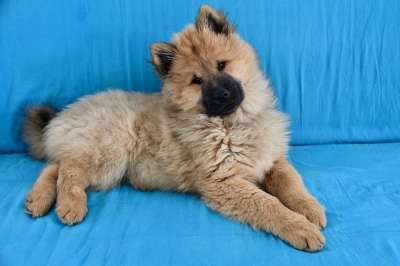 狗 年轻的狗 小狗 狗Eurasier 婊子，纯净的品种Eurasier