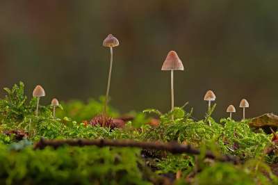 蘑菇 迷你蘑菇 海绵 苔藓 小蘑菇 屏幕真菌 森林蘑菇