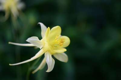 科伦 花 植物 黄花 花瓣 盛开 开花 庭园 美丽的 春天